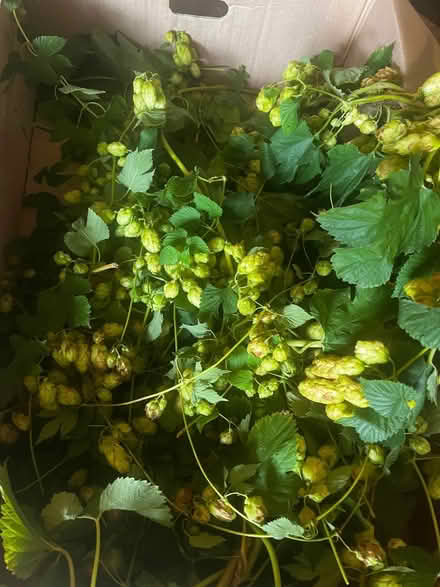 Photo of free Offcuts from fresh hops vine. (Bradford on Avon BA15) #2