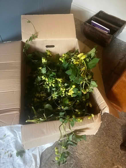 Photo of free Offcuts from fresh hops vine. (Bradford on Avon BA15) #1