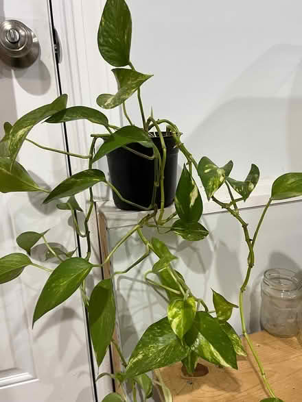 Photo of free Pothos plant (Branford (near exit 54)) #1