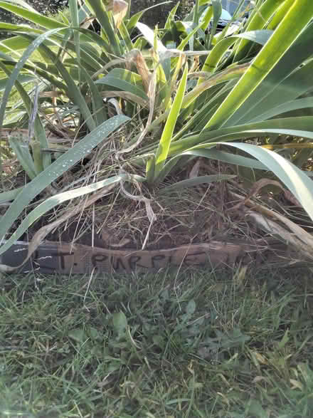 Photo of free Curb Alert: Perennial Plants (Bells Corners) #3