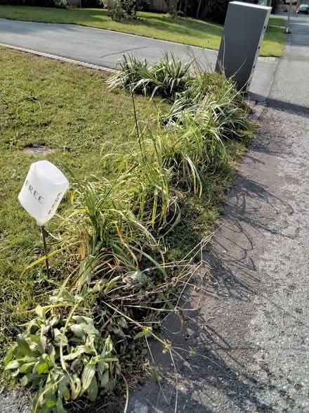 Photo of free Curb Alert: Perennial Plants (Bells Corners) #1