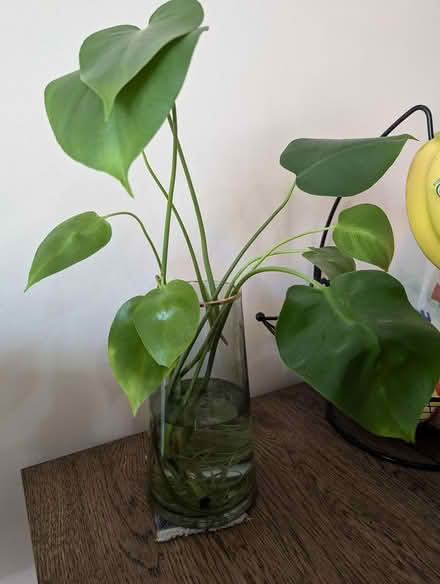 Photo of free monstera plant - ready to be potted (1533 Templeton Pl) #1