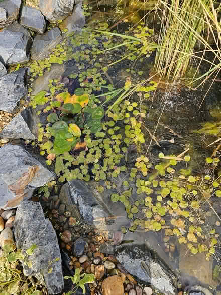 Photo of free Small throw in pond plants (Kempston MK42) #1
