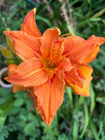 Photo of free Day lily clump (Kensington L7) #2
