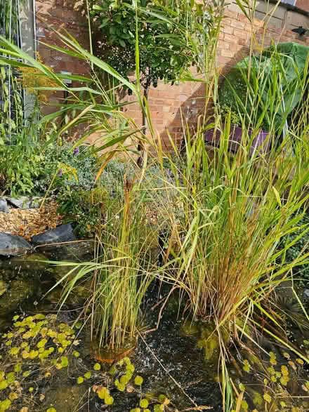 Photo of free Pond grasses (Kempston MK42) #1