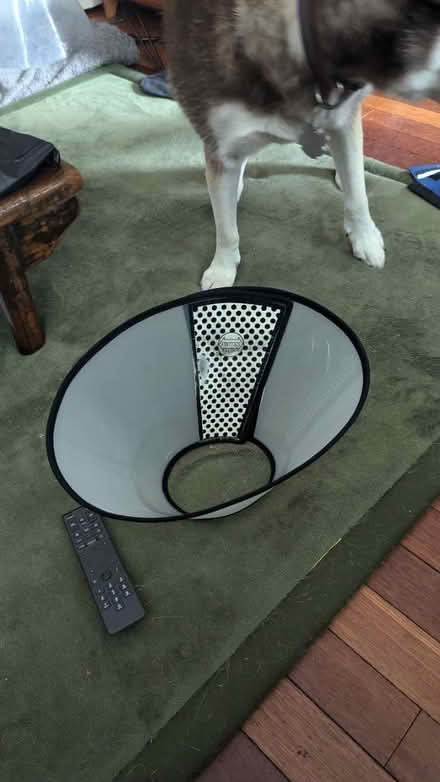 Photo of free Dog protective cone (Park View - Colombia Heights) #1