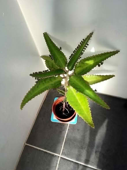 Photo of free Two plants going begging (Loughton IG10) #2