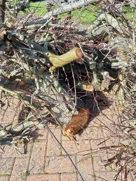 Photo of free fire wood (Waterlooville) #1