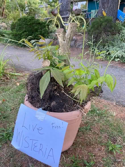 Photo of free Wisteria plant root (Olympic Hills) #1