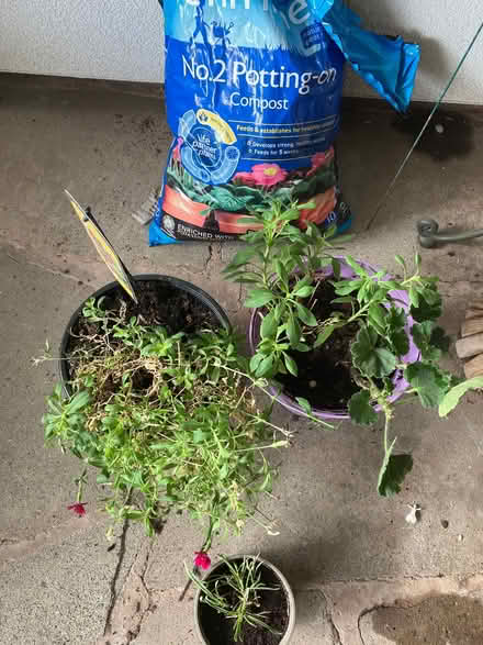Photo of free Out door plants and soil (Chilwell NG9) #1
