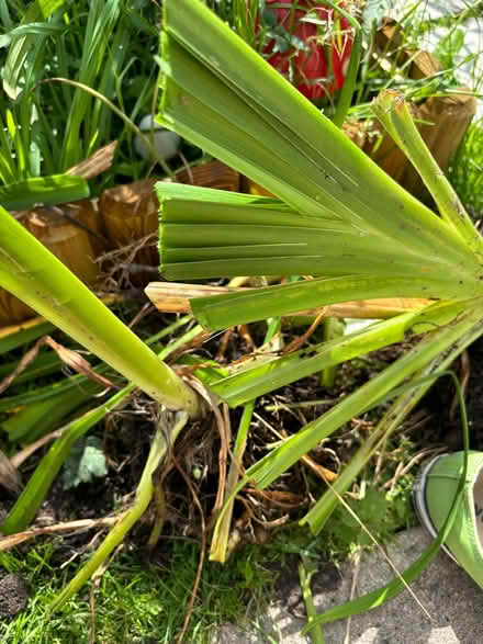 Photo of free Day lily clump (Kensington L7) #1