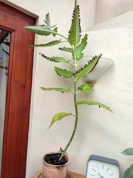 Photo of free Two plants going begging (Loughton IG10) #1
