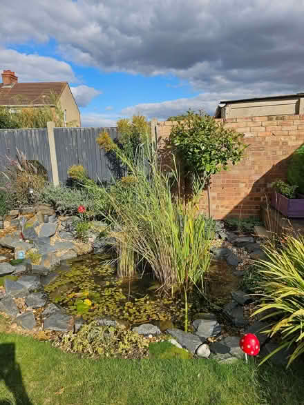 Photo of free Pond grasses (Kempston MK42) #2