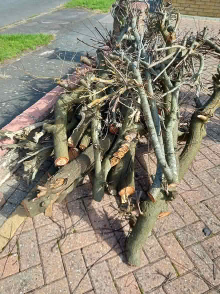 Photo of free fire wood (Waterlooville) #2