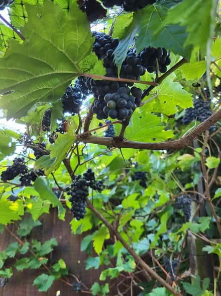 Photo of free Grapes for wine making? (Newhaven BN9) #1