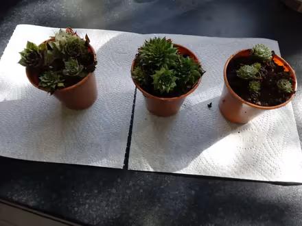 Photo of free Succulents (Benhilton SM1) #1