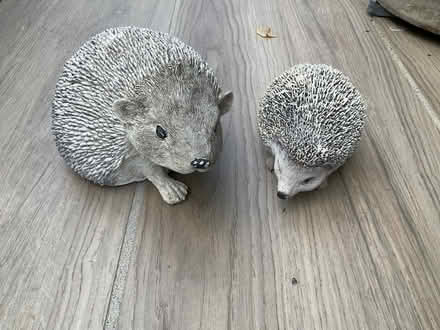 Photo of free Ornamental hedgehogs x 2 looking for a new home (Lamborough Hill OX13) #1