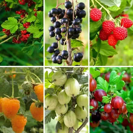 Photo of Fruit Trees - fruit bushes or roses - hydrangeas (Osmaston DE24) #1