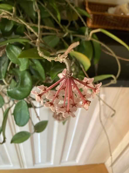 Photo of free Wax flower plant (City Centre NR3) #2