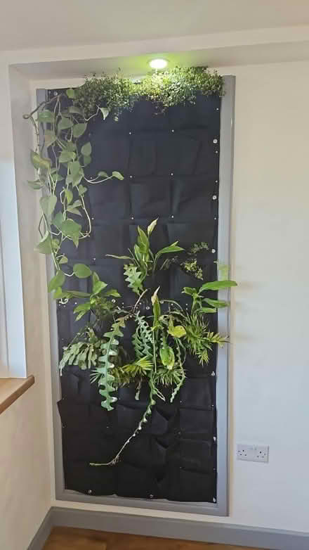 Photo of Living wall plants (Surbiton) #1