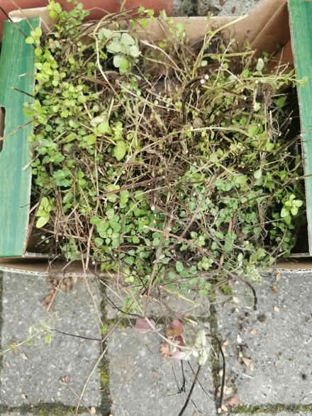 Photo of free Marjoram freshly dug up (M35 Failsworth, Manchester) #1