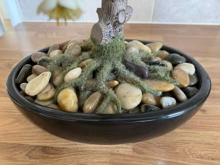 Photo of free Artificial Bonsai Bark (Bassingham LN5) #4