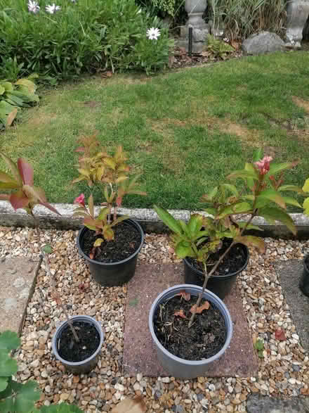Photo of free Shrub x 4 weigela (Oakley RG23) #1