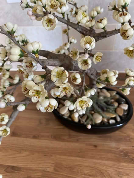 Photo of free Artificial Bonsai Bark (Bassingham LN5) #1