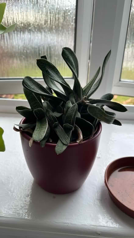 Photo of free Succulent plant + pot (New Eltham SE9) #1