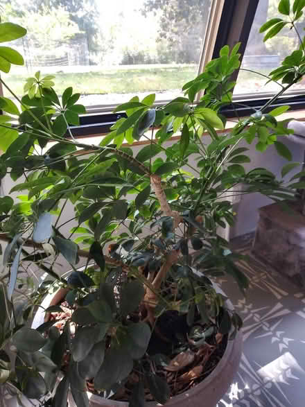 Photo of free Indoor Plant (near Spring Ridge frederick) #2