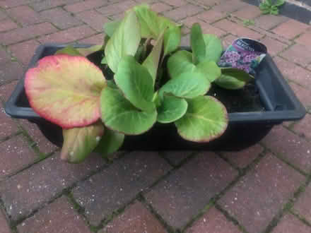 Photo of free Bergenia in trough (Barnard's Green WR14) #1