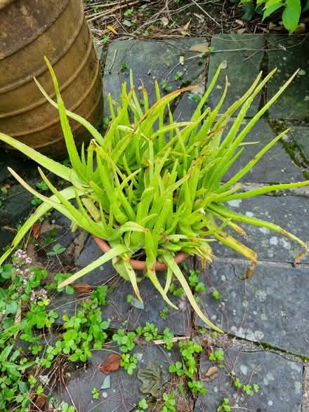 Photo of free Aloe Vera and Money Tree plants. (Lakeside LA12) #2