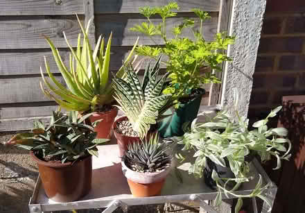 Photo of free House Plants (North Ascot SL5) #1