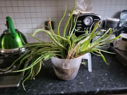 Photo of free Several aloe Vera plants (B15) #1