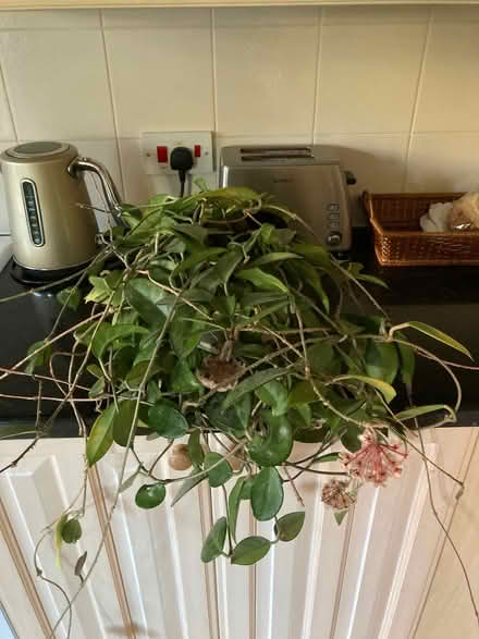 Photo of free Wax flower plant (City Centre NR3) #1