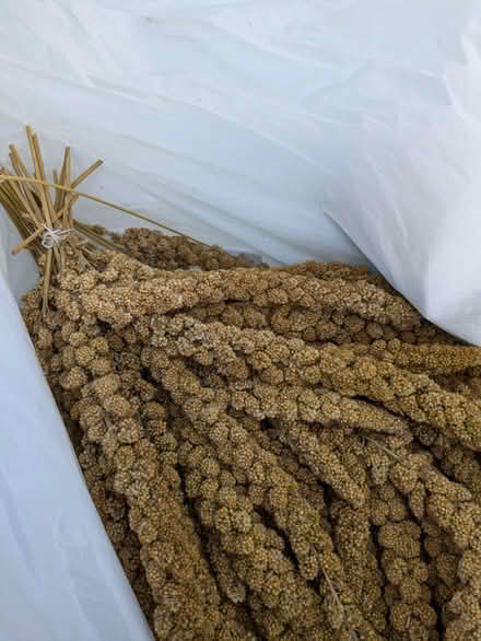 Photo of free Bunches of Millet f (Presteigne LD8) #1