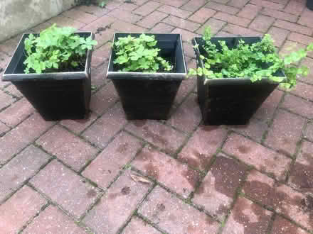 Photo of free Geranium and mint (Barnard's Green WR14) #1