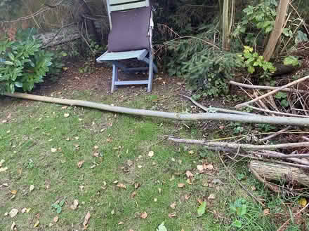 Photo of free Willow branches for bonfire/firewood 🔥 (Alfreton DE55) #1