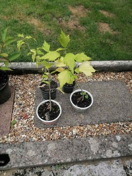 Photo of free Hibiscus shrubs x4 can seperate (Oakley RG23) #1