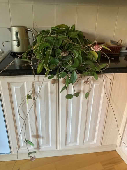 Photo of free Wax flower plant (City Centre NR3) #3
