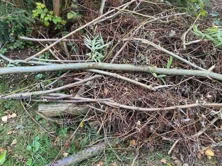 Photo of free Willow branches for bonfire/firewood 🔥 (Alfreton DE55) #2