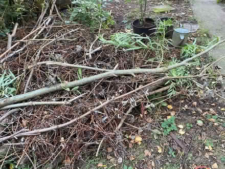 Photo of free Willow branches for bonfire/firewood 🔥 (Alfreton DE55) #3