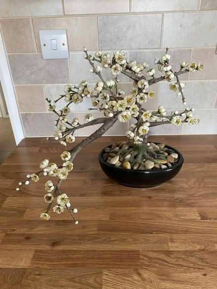 Photo of free Artificial Bonsai Bark (Bassingham LN5) #2