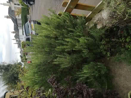 Photo of free Rosemary help yourself (Joppa EH15) #1