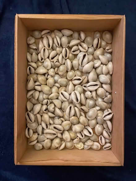 Photo of free Cowrie Shells (Bletchingdon OX5) #1
