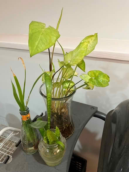 Photo of free Peace Lily & rooted cuttings (Branford (near exit 54)) #2