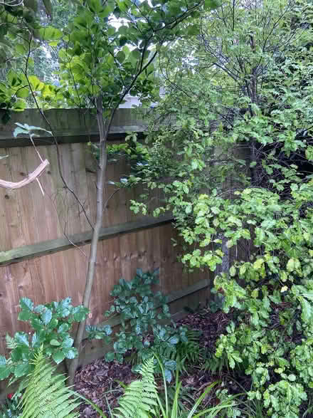 Photo of free 7’+ healthy beech tree/hedge plant (Sevenoaks, near Station) #2