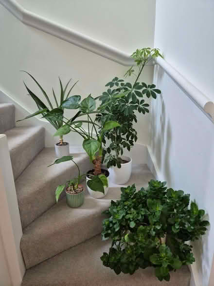 Photo of free Plant bundle (Kidlington OX5) #1