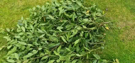 Photo of free Bay Leaves (Preston PR5) #1