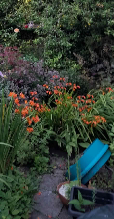 Photo of free Crocosma (Kington HR5) #2